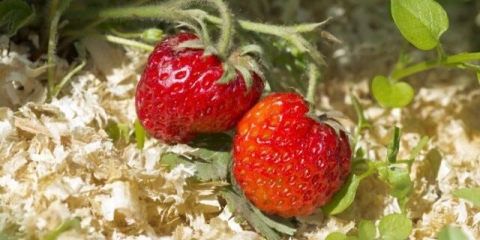 Malčiranje jagoda piljevinom: proljeće, ljeto, jesen